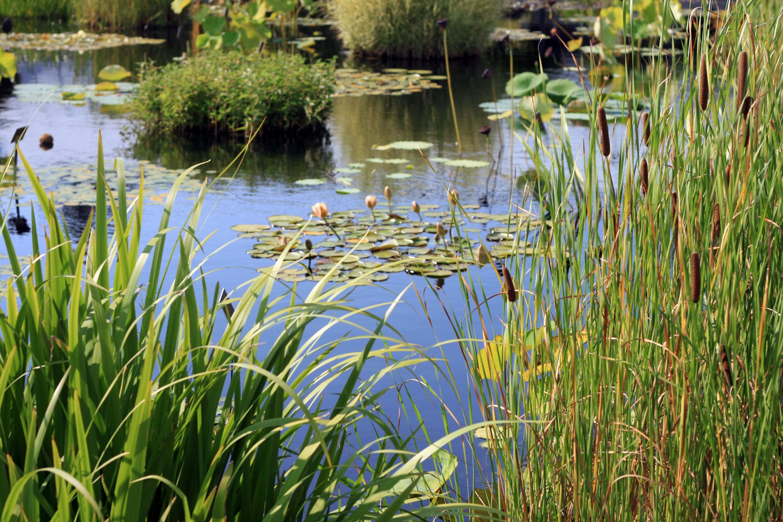 Wetlands Wet Marsh