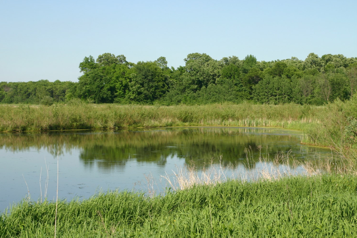 Wetlands